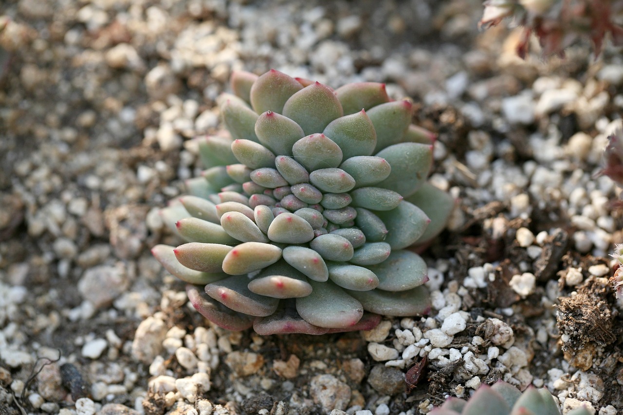 苏州花卉市场与江汉区多肉盆栽租赁的探索苏州多肉植物批发市场在哪里  第1张